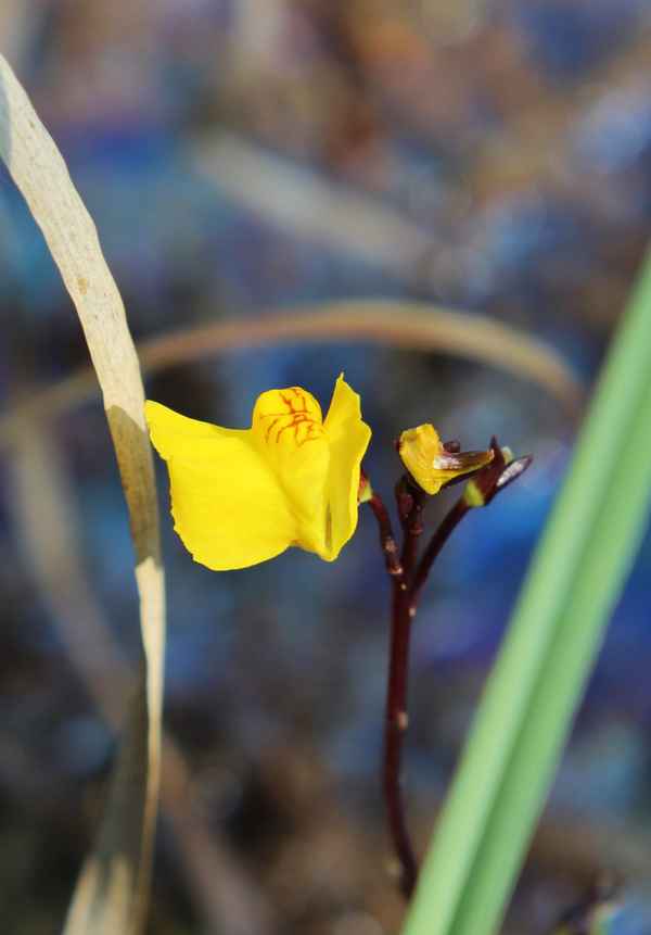 Gewöhnlicher Wasserschlauch