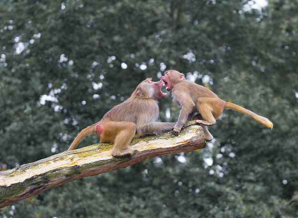 Affenfight
