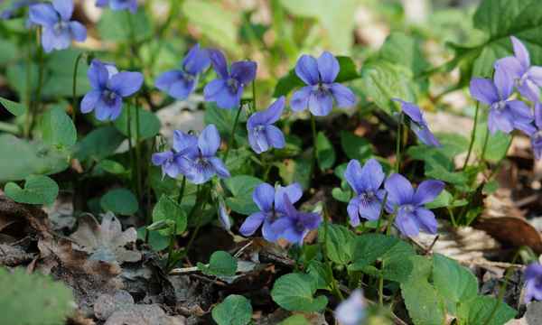 veilchenblau am waldboden