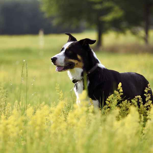 Alliot der Australian Shepherd