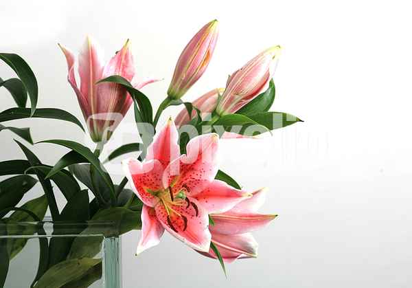 Langsames Aufblühen ohne Vase