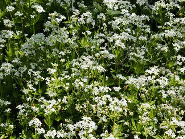 waldmeisterblüte