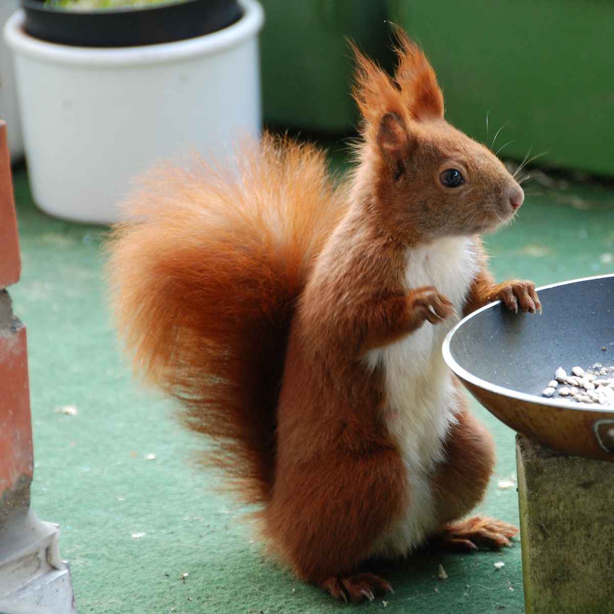 eichhörnchen 11