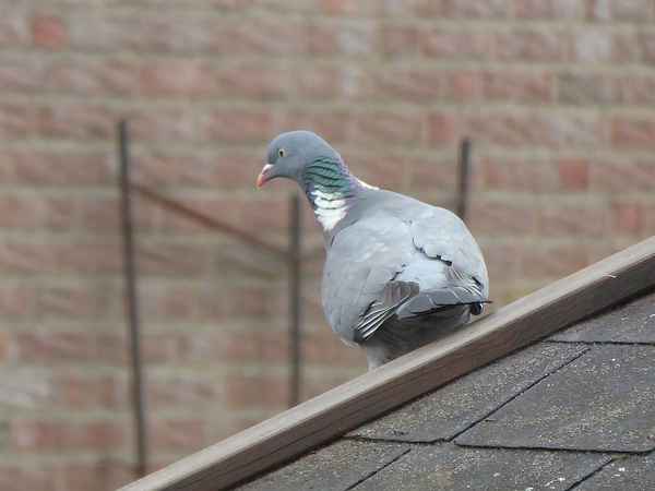Taube auf dem Dach
