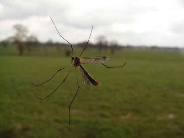 Vorboten des Sommers