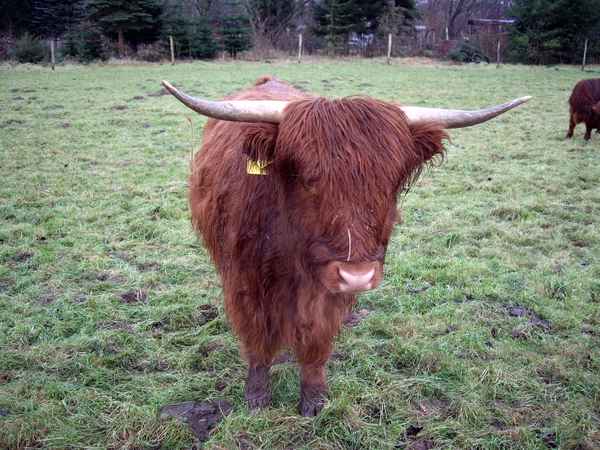 Schottisches Hochlandrind