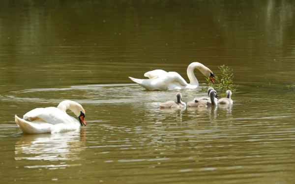 Auf Futtersuche mit der Familie