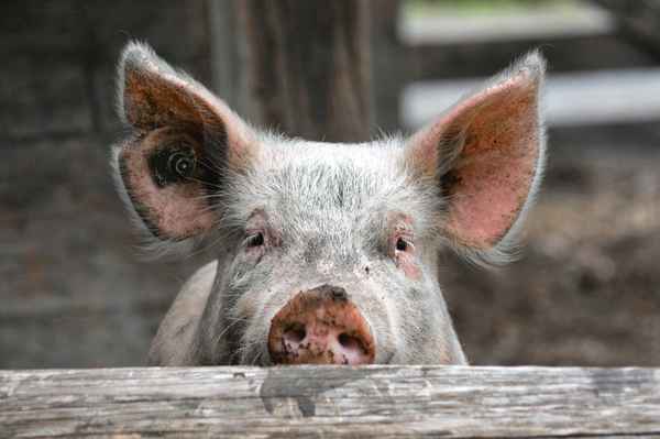 Schweinchen