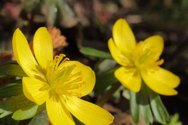 Gelbe Frühblüher II