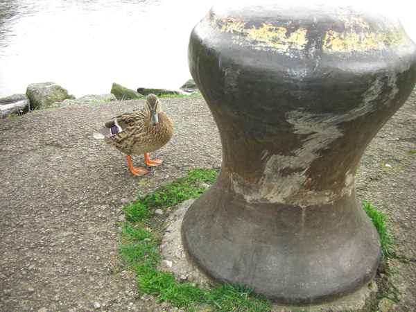 Ente und Poller...oder ...Poller und Ente