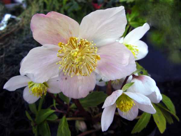Christrose