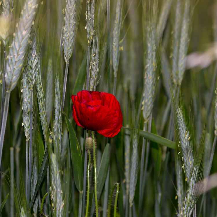 Mohn im Ährenfeld