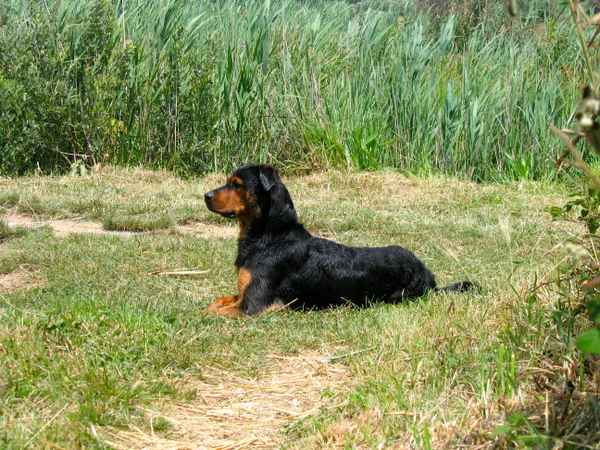 Hund und Natur