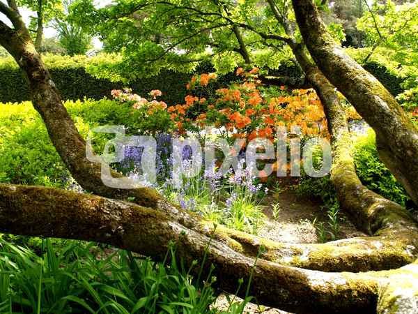 Baumversteck