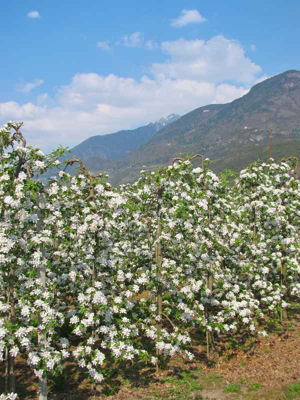 Südtirol: Apfelblüte 05