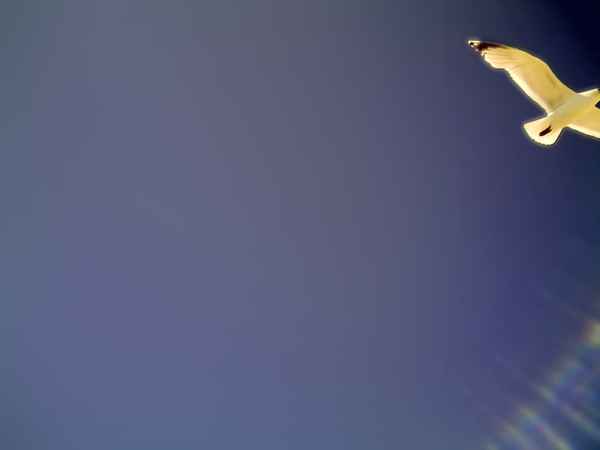 Lachmöwe fliegt unter blauem Himmel.....