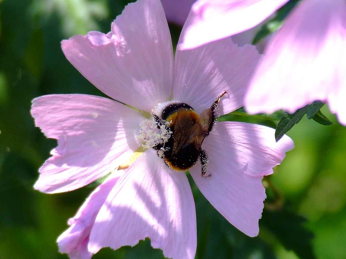 Hummel