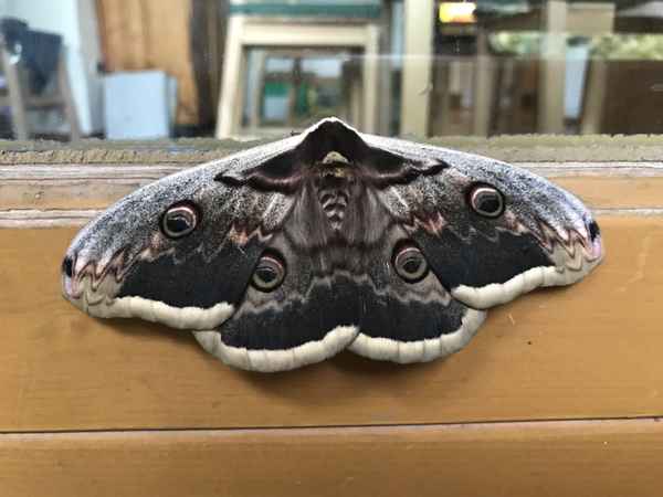 Wiener Nachtpfauenauge