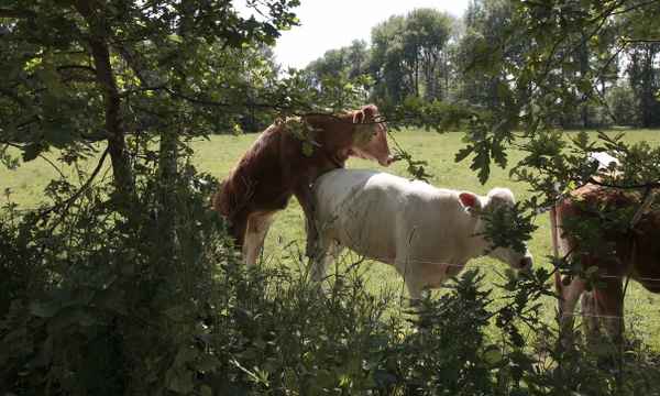 paparazzis sind überall