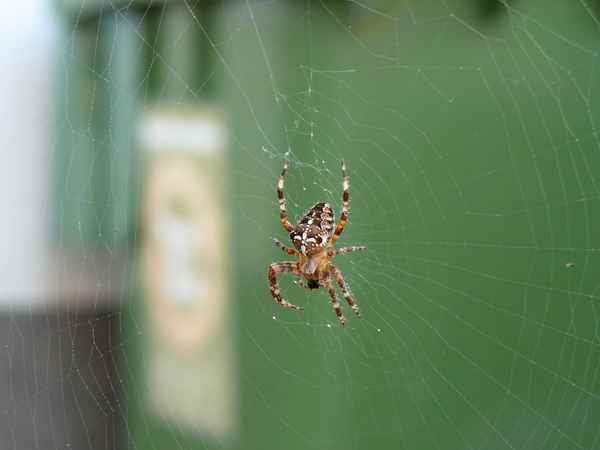 fleißige Spinne