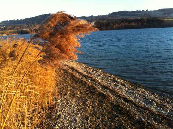 Schilfrohr im Abendlicht / Foto: Alexander Hauk