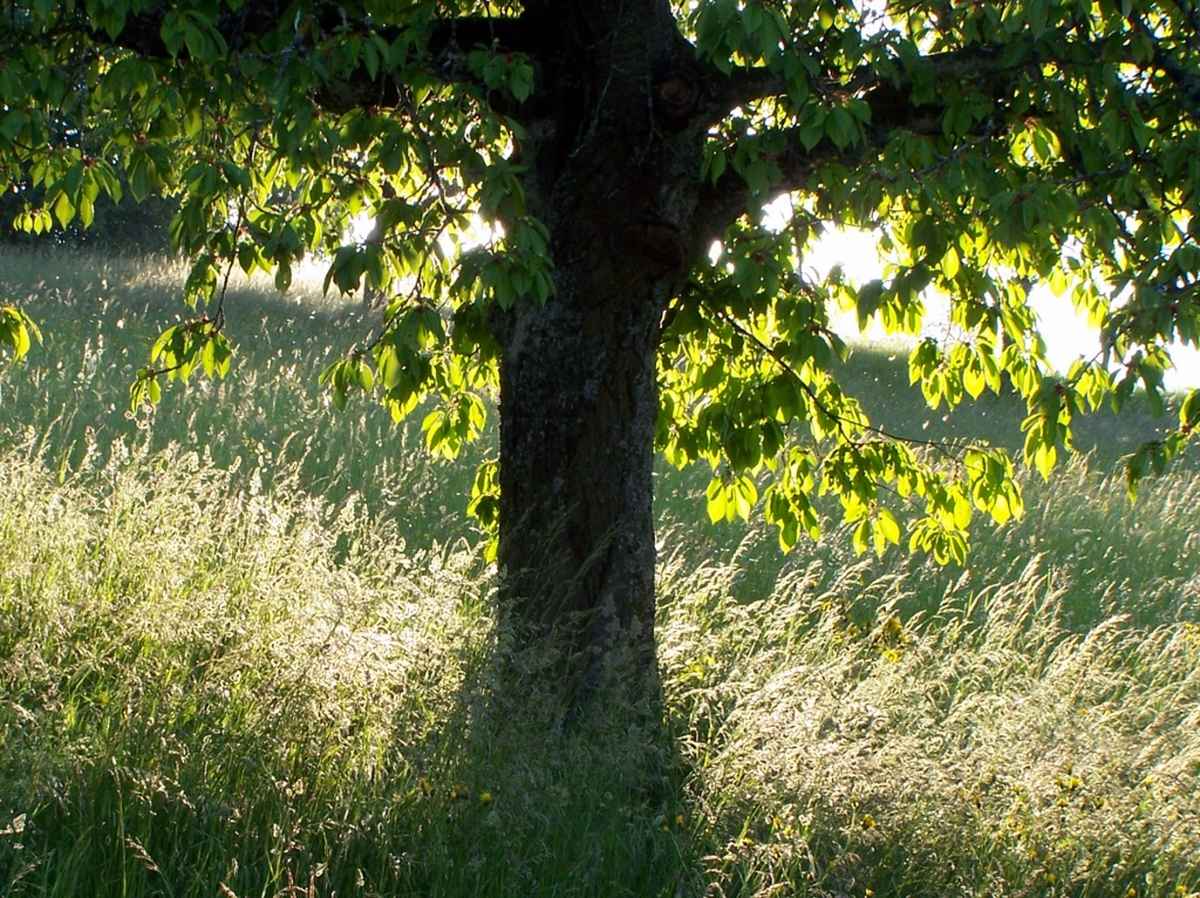Baum und Gräser im Gegenlicht