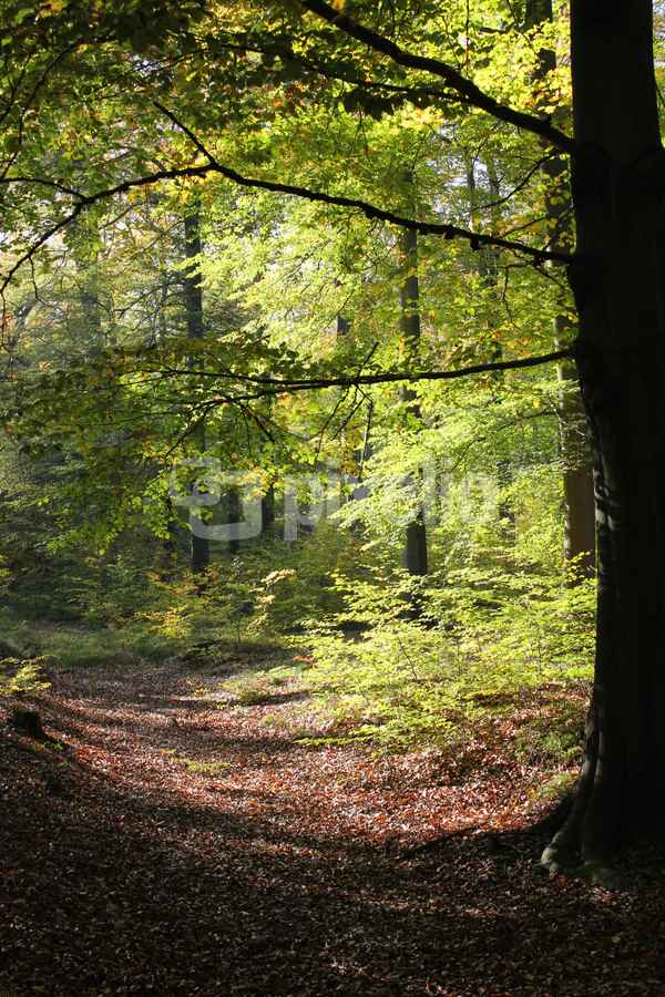 im buchenwald 2