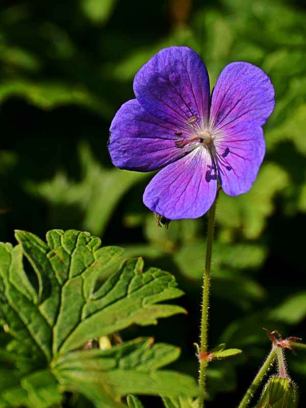 Blau
