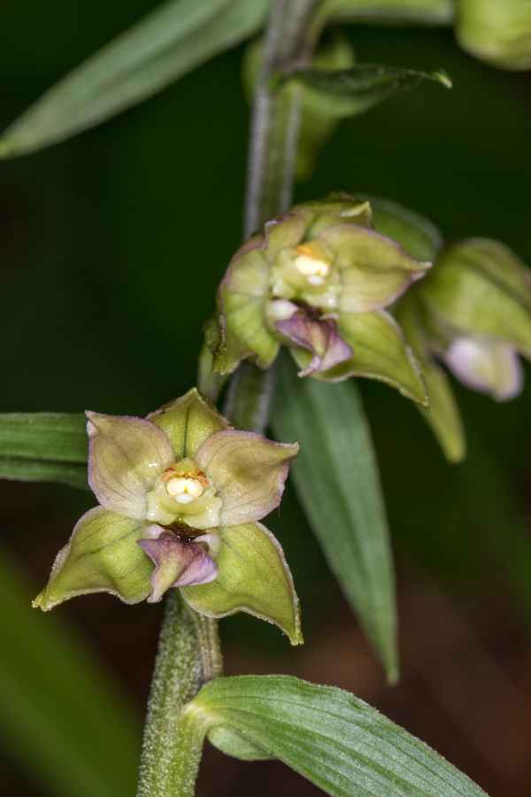 Schmallippige Ständelwurz