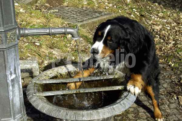 Ajax hat Durst 1