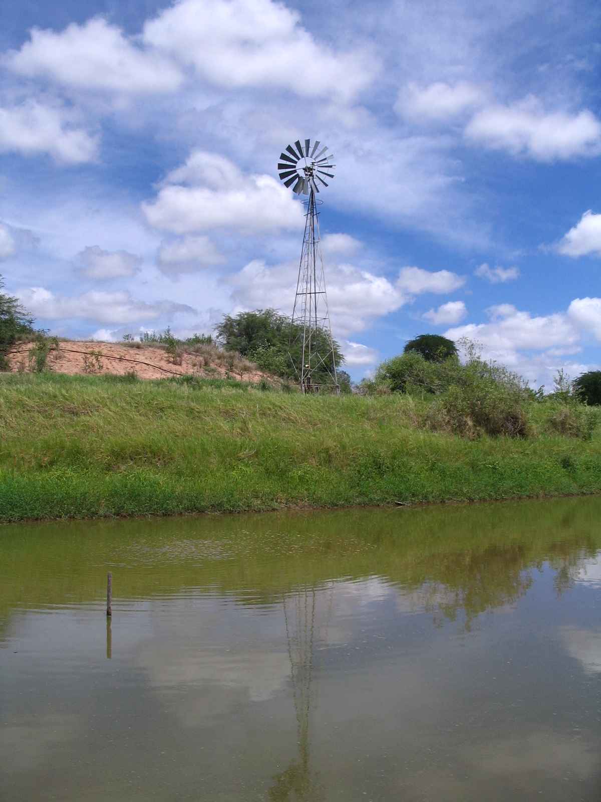 Windrose