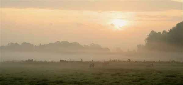 nebel in den wiesen 2