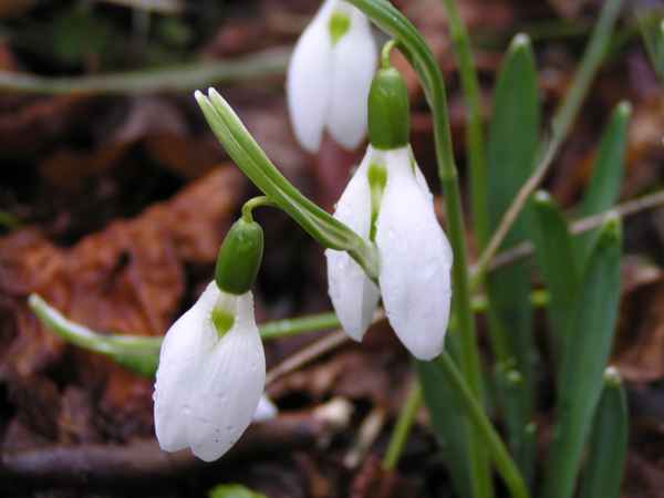 Schneeglöckchen