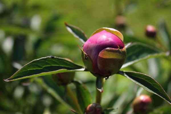 Ameisen auf Pfingsrose