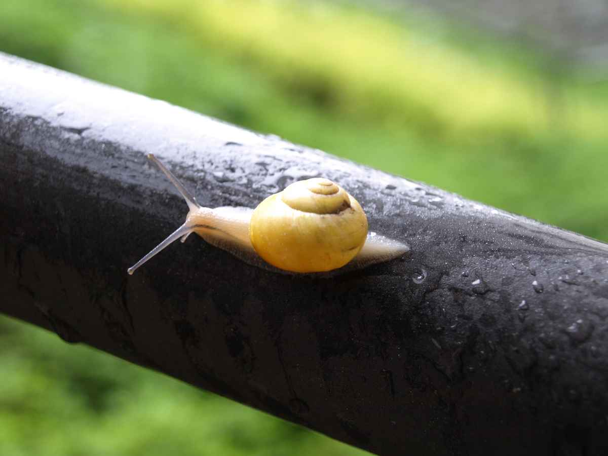 Schneckchen am Morgen