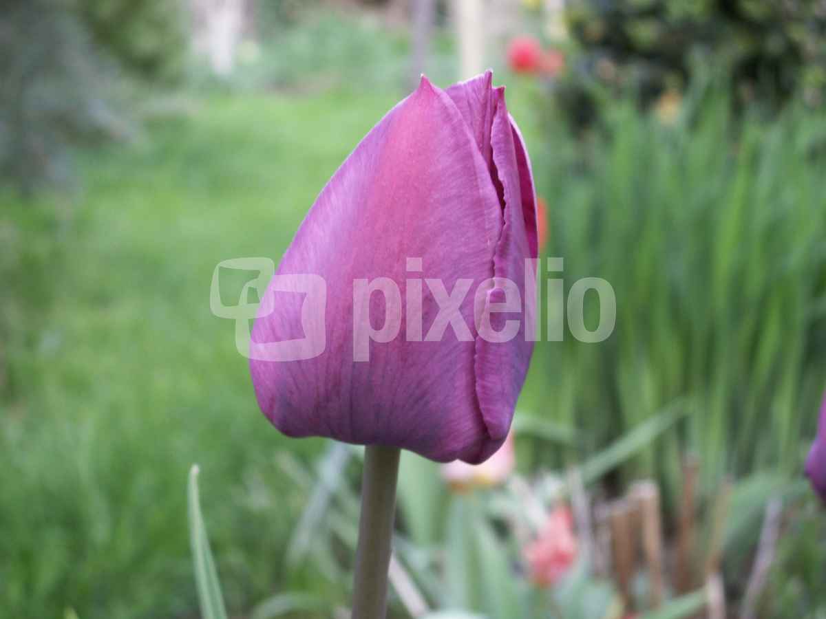 Deep Purple