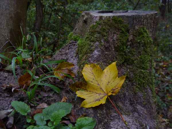 Herbstball an Baumstumpf