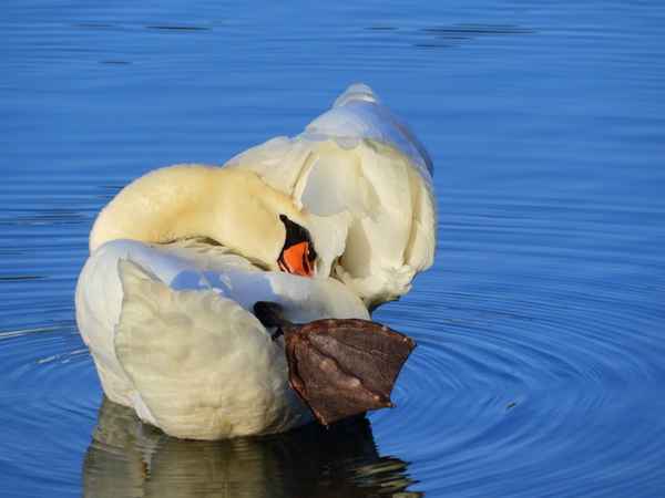 Schwan
