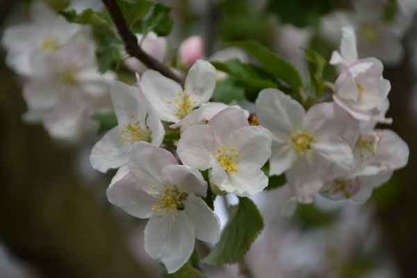 blüten
