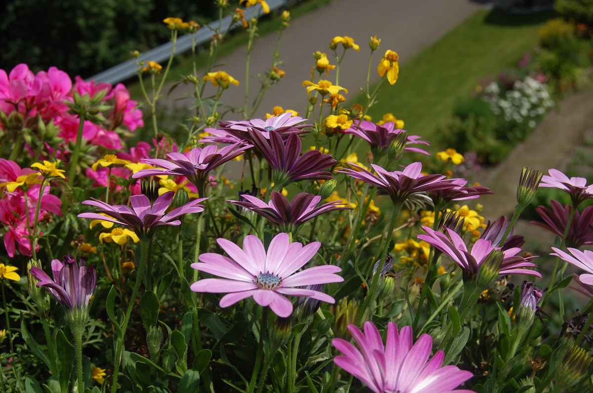 Blumen auf Balkon 1