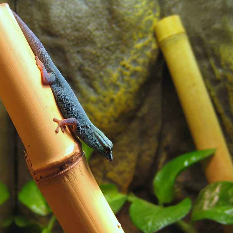 Gecko, lygodactylus williamsi