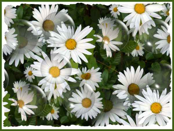 )))))))MARGERITEN(((((((