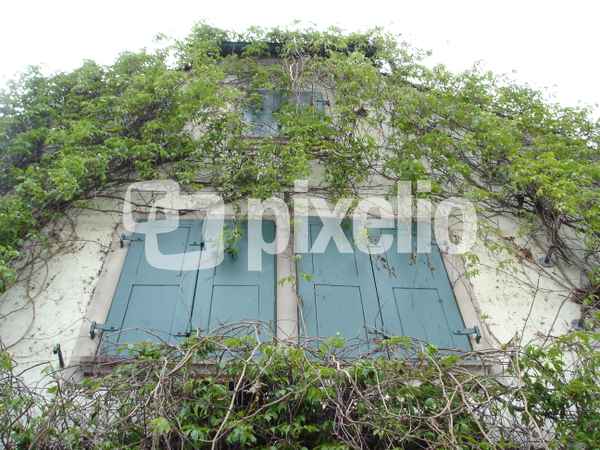 Efeu an der Wand 2