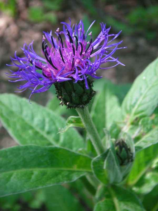 Berg-Flockenblume