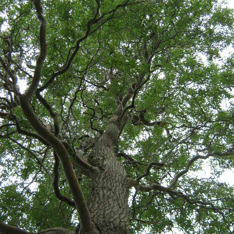 Korkenzieherweide von unten