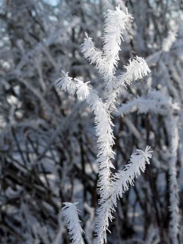 Rauhreif umhüllt die Halme im Winter