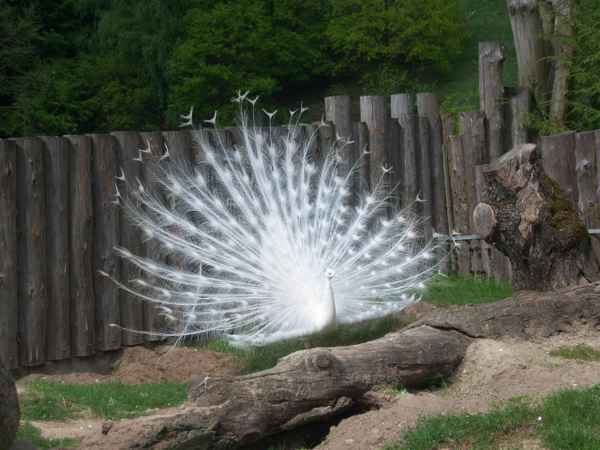 Weißer Pfau (Hahn)               (Pavo cristatus mut. alba)