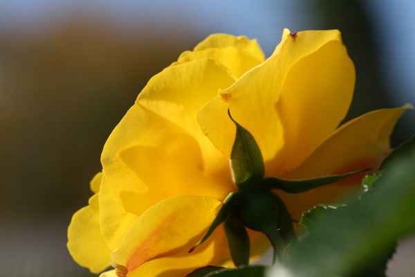 Gelbe Rosenblüte