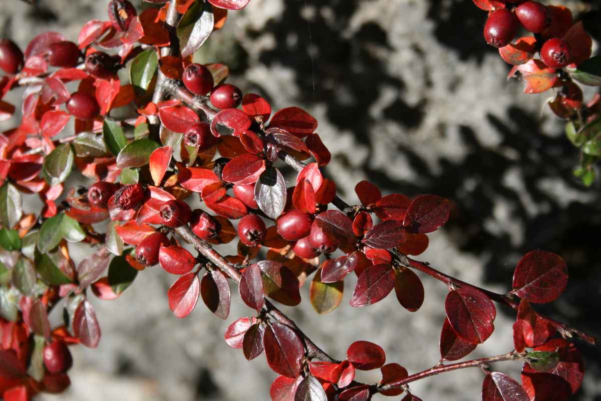 Herbstwanderung an der Sitter