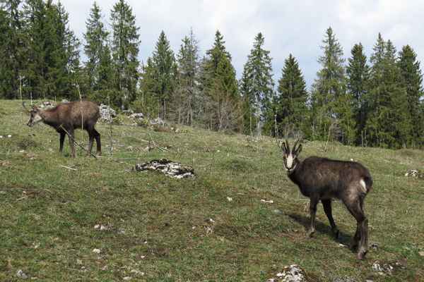 Gämsen im Vallée de Joux